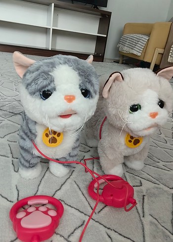 Bej-beyaz yürüyen tasmalı kedi - Görsel 7