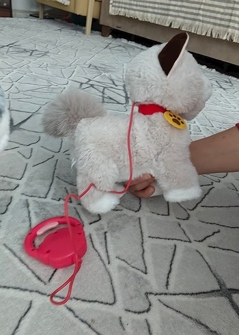 Bej-beyaz yürüyen tasmalı kedi - Görsel 3