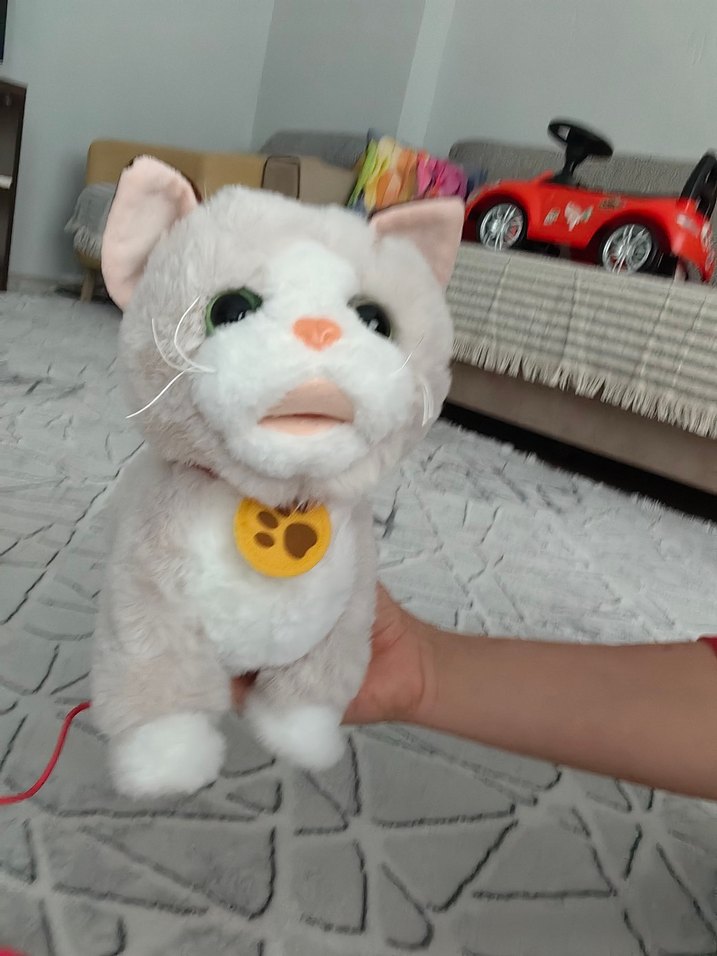 Bej-beyaz yürüyen tasmalı kedi - Görsel 2