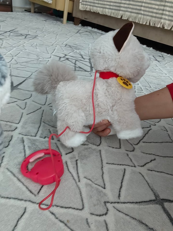 Bej-beyaz yürüyen tasmalı kedi - Görsel 3