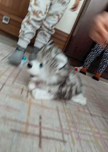 Gri Husky zıplayan Oyuncak - Görsel 5