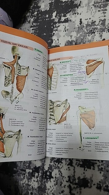 İnsan anatomisi ve fizyolojisine giriş