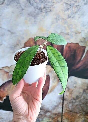 Hoya Finlaysonii 