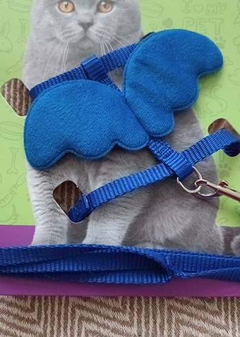 Gri Kedi Göğüs Tasması ve Gezdirme Seti - Görsel 5