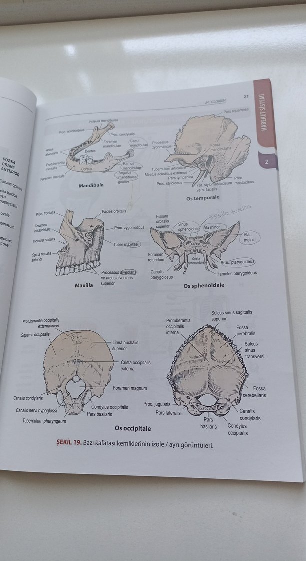 Sağlık Bilimlerinde Anatomi Atlası 5. Baskı - Görsel 3