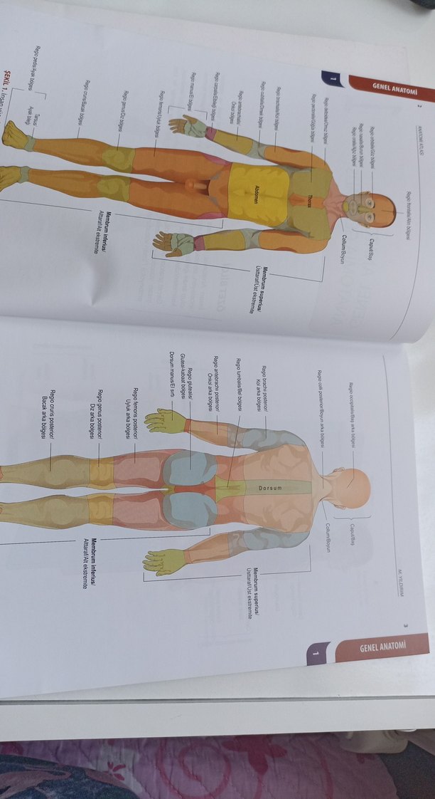 Sağlık Bilimlerinde Anatomi Atlası 5. Baskı - Görsel 2