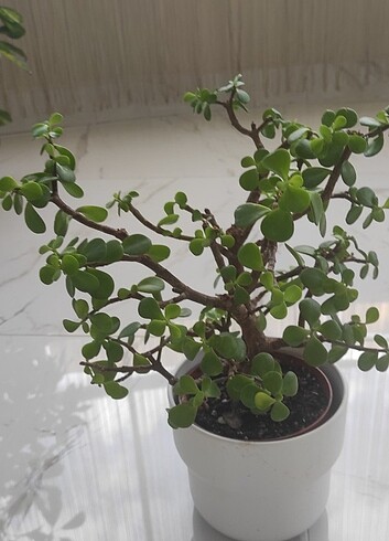 Portulacaria Afra Yeşim Ağacı