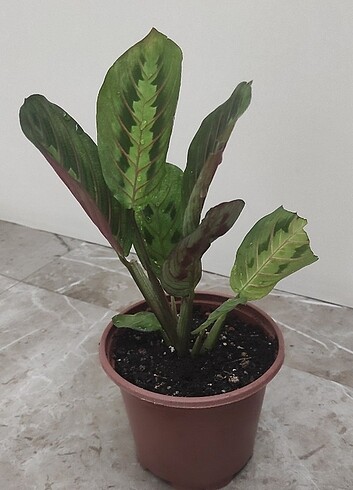  Beden yeşil Renk Maranta Dua Çiçeği 