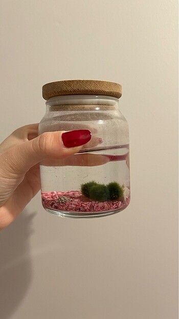 Marimo 2 adet