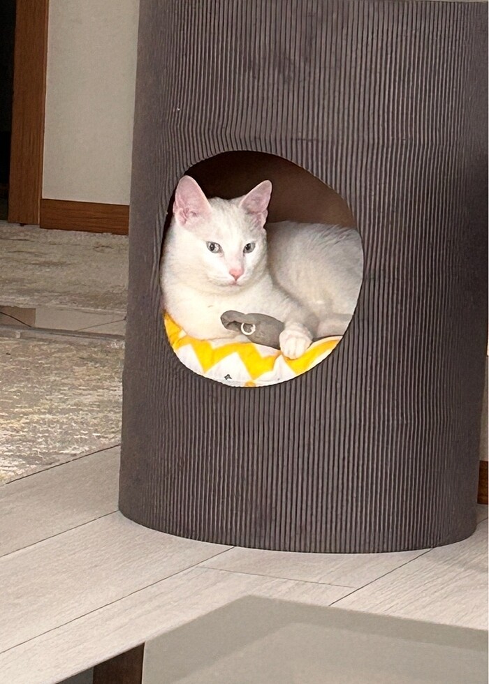 Kedi yatağı ( el yapımı ) - Görsel 2