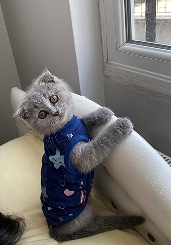 kedi kıyafeti - Görsel 5