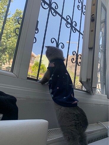 kedi kıyafeti - Görsel 6