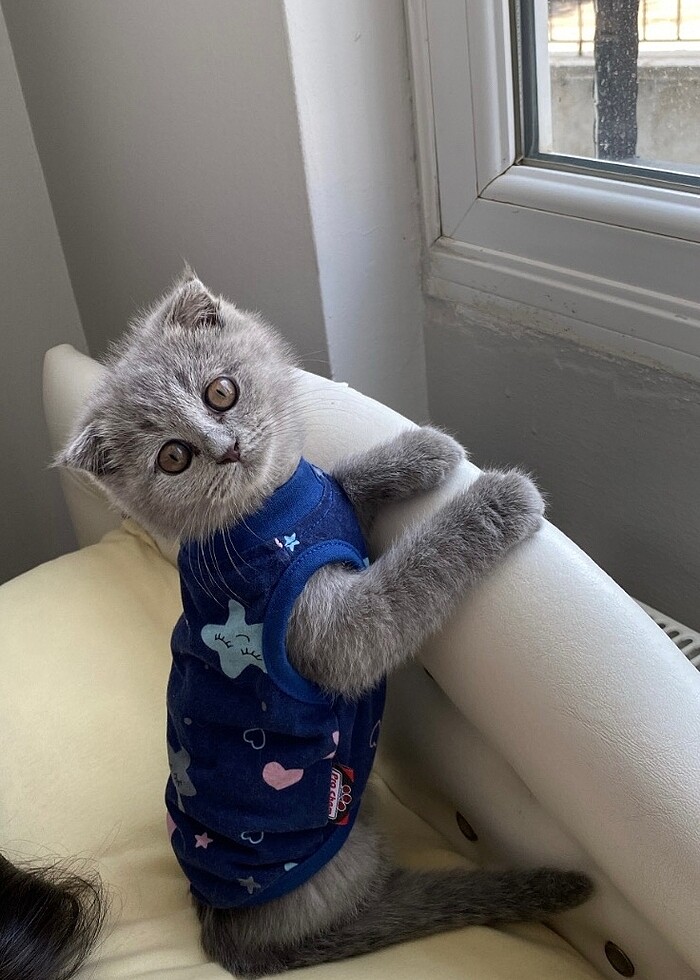 kedi kıyafeti - Görsel 5