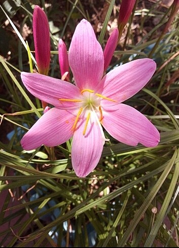 Pembe çiçek 