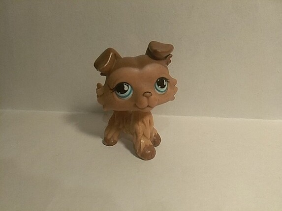 lps collie 853