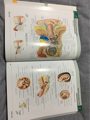  Beden Renk Netter Atlas Of Human Anatomy
