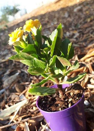 Sarı kalanchoe 