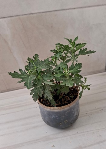 Beden sarı Renk kasımpatı