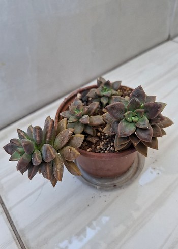 Beden grapto bronze Sukulent