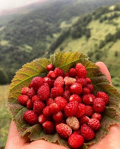 Kokulu dağ çileği