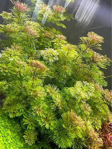 sesiflora bitkisi 1 saksı 10 dal