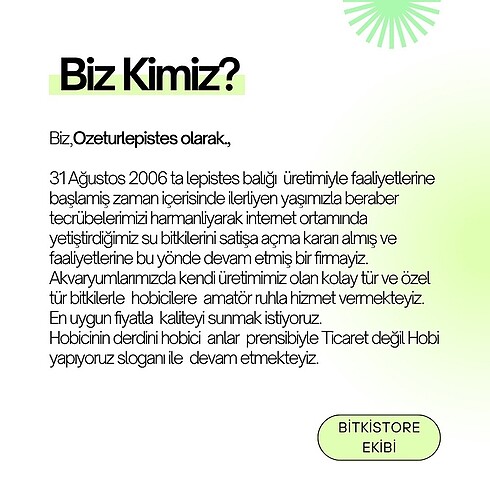 Beden sesiflora bitkisi 1 saksı 10 dal