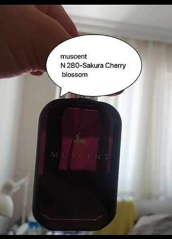 Diğer Sakura Cherry Blossom Muscent 