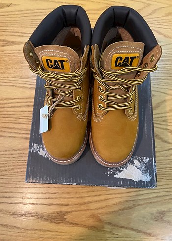Cat 36