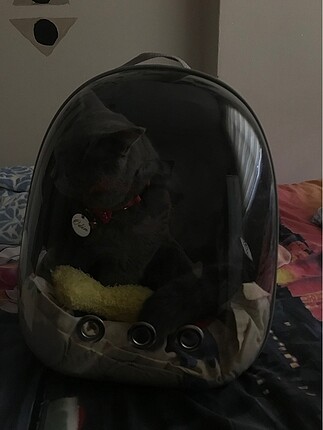 Kedi çantası