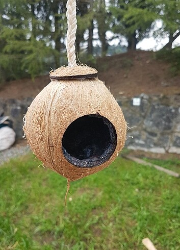 Hindistan cevizi kuş yuvası