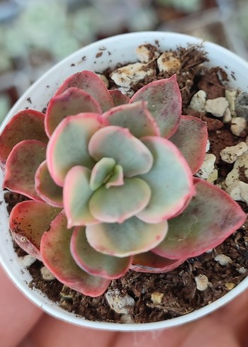  Beden Echeveria Suyon variegata