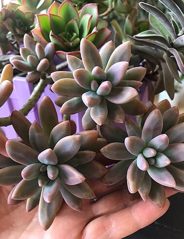 Graptopetalum