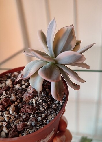 Diğer Echeveria İmbricata variegata