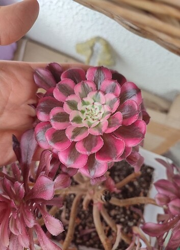 Aeonium 