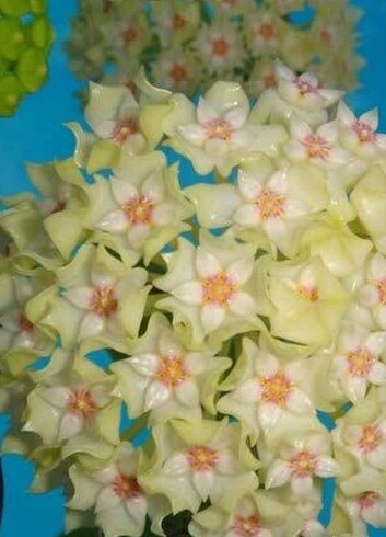 Hoya 