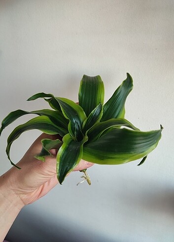 Diğer Dracena Tornado