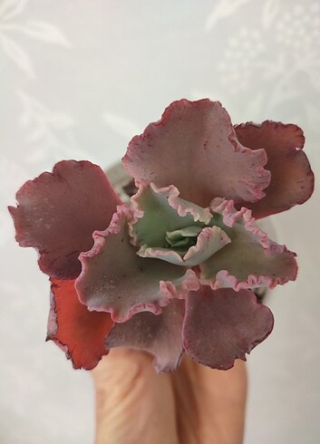 Echeveria Party Dress