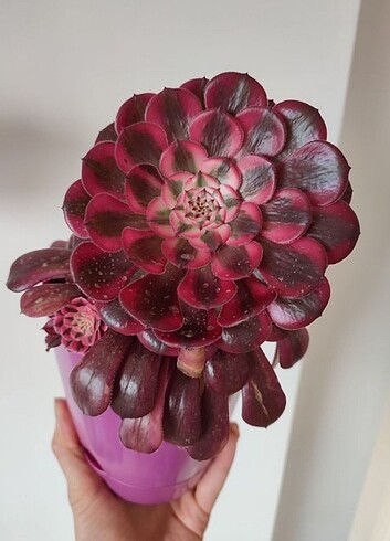 Aeonium white Garnet Variegata