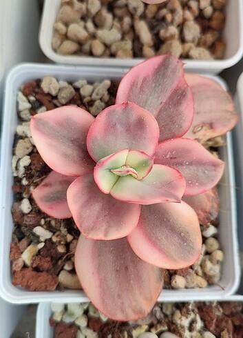 Echeveria Julia variegata