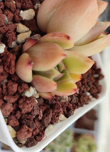 Diğer Echeveria Joy variegata
