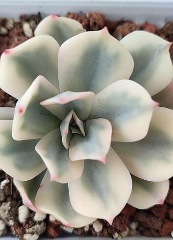 Echeveria İmbricata variegata
