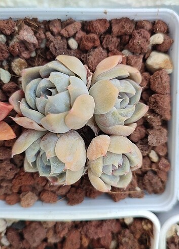 Echeveria Tinny Burger
