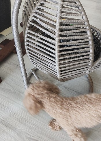Beden Renk Gri Kedi Yuvası Minderli Rahat