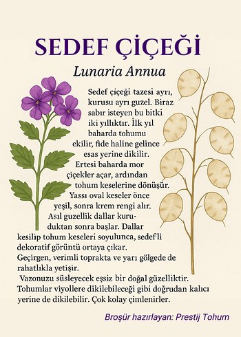 Diğer Sedef Çiçeği