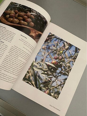  Beden Zeytin Ülkesi Balıkesir