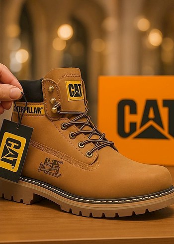 Cat 41