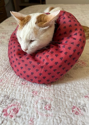 Elizabeth kedi boyunluk - Görsel 4