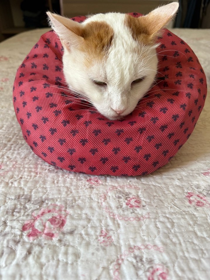 Elizabeth kedi boyunluk - Görsel 2