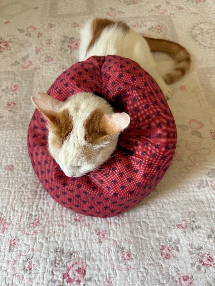 Elizabeth kedi boyunluk - Görsel 5