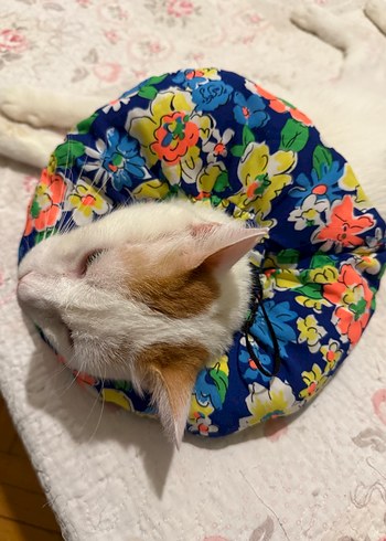 Elizabeth Kedi Boyunluk - Görsel 3